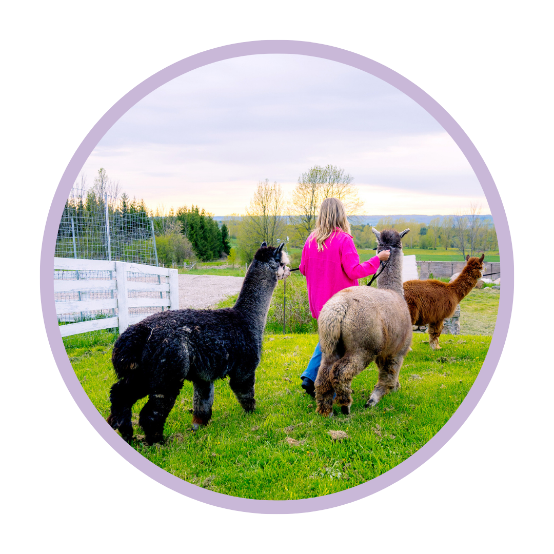 Alpaca Walking Tour