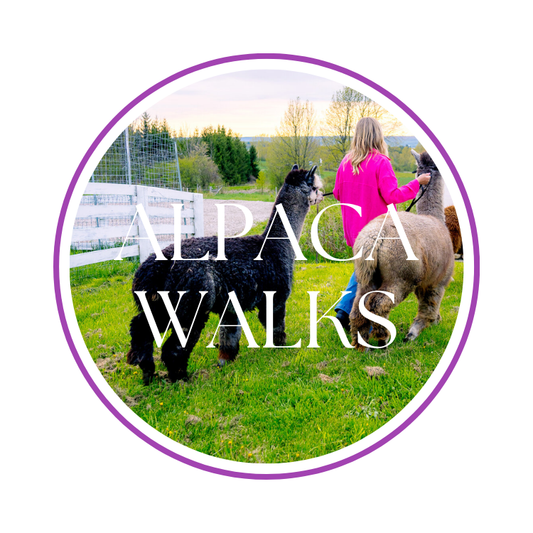 Alpaca Walking Tour